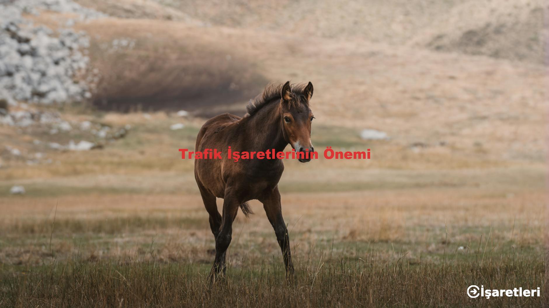 Trafik İşaretlerinin Önemi