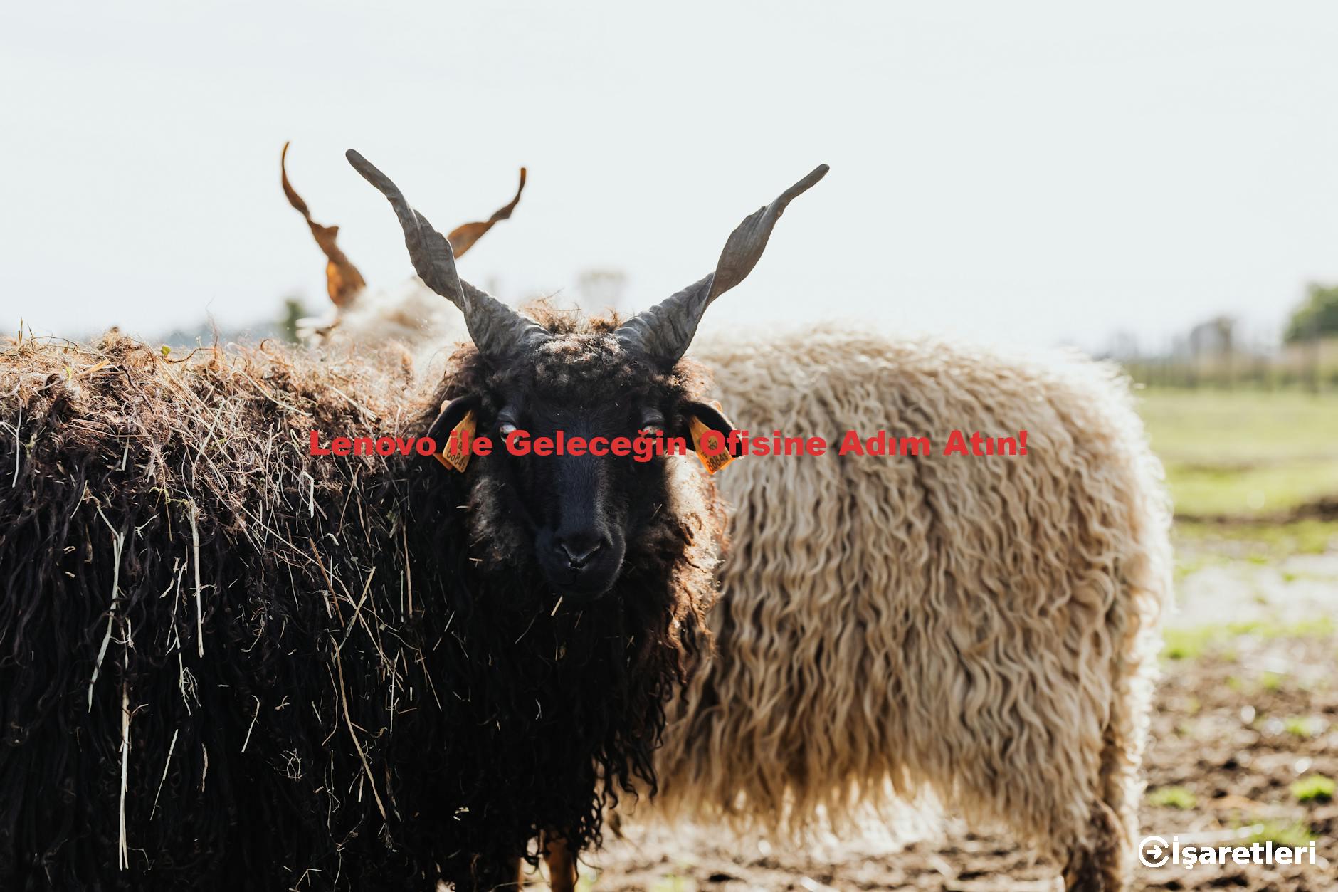 Lenovo ile Geleceğin Ofisine Adım Atın!