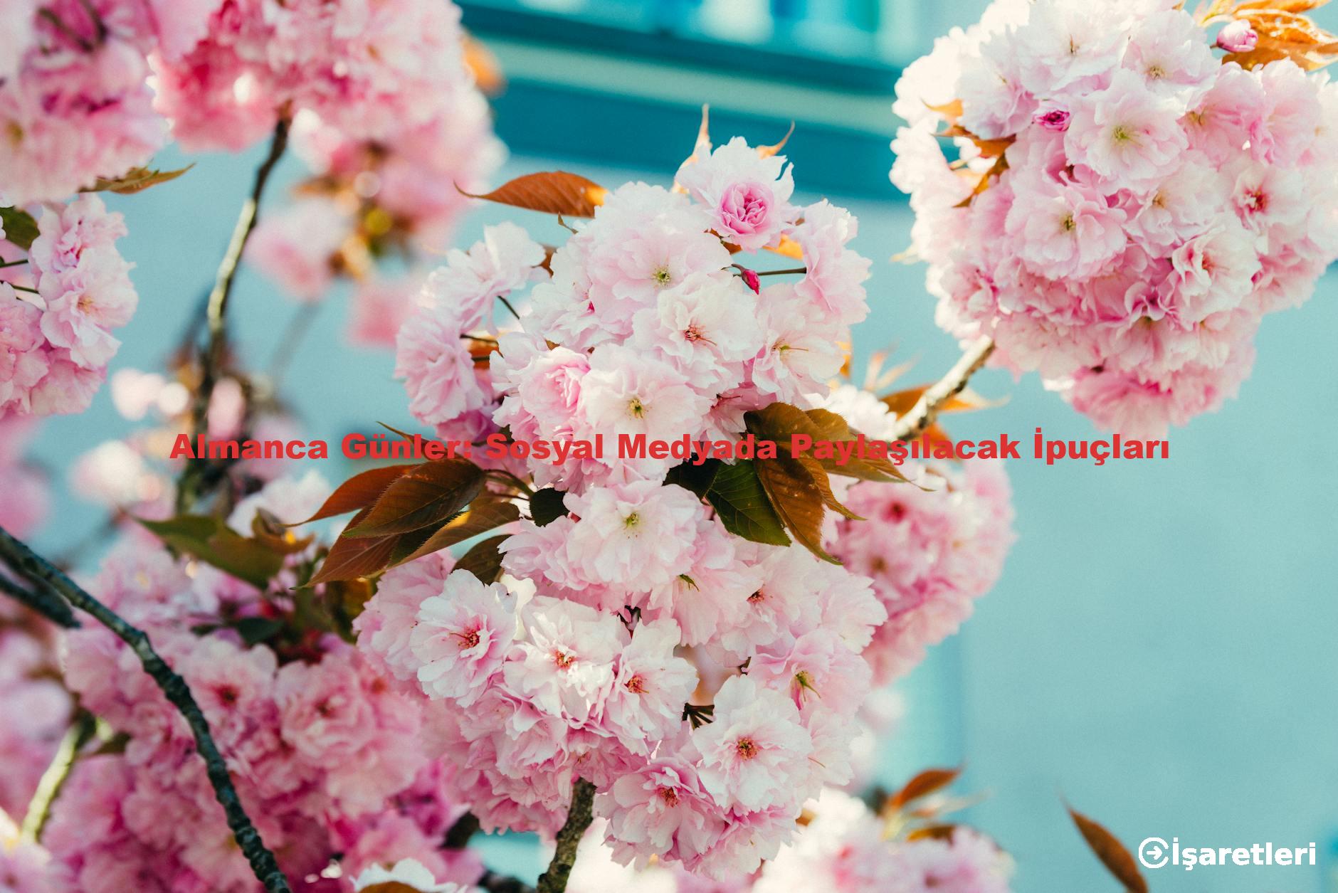 Almanca Günler: Sosyal Medyada Paylaşılacak İpuçları