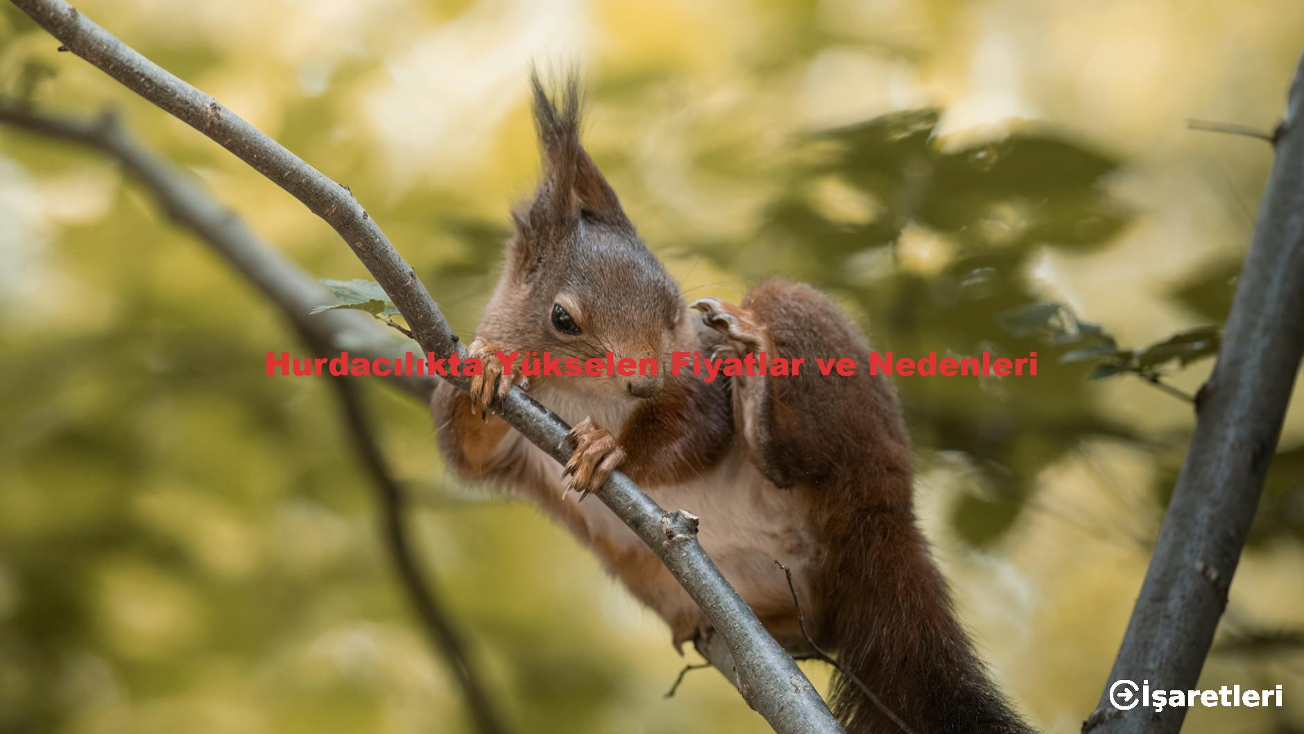 Hurdacılıkta Yükselen Fiyatlar ve Nedenleri